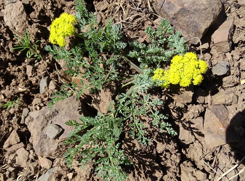 Donnell's Biscuitroot photo 7