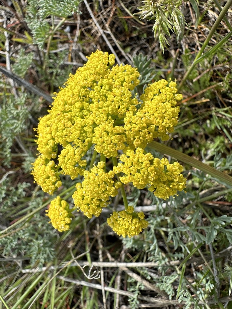 Donnell's Biscuitroot photo 8