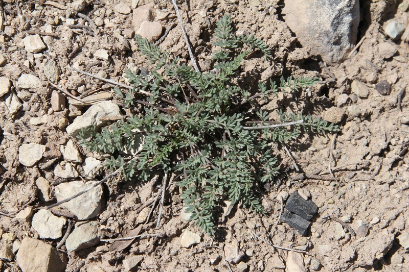 Eastwood'S Desertparsley