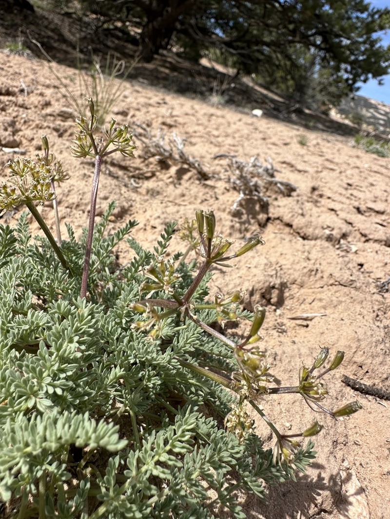 Eastwood'S Desertparsley photo 2