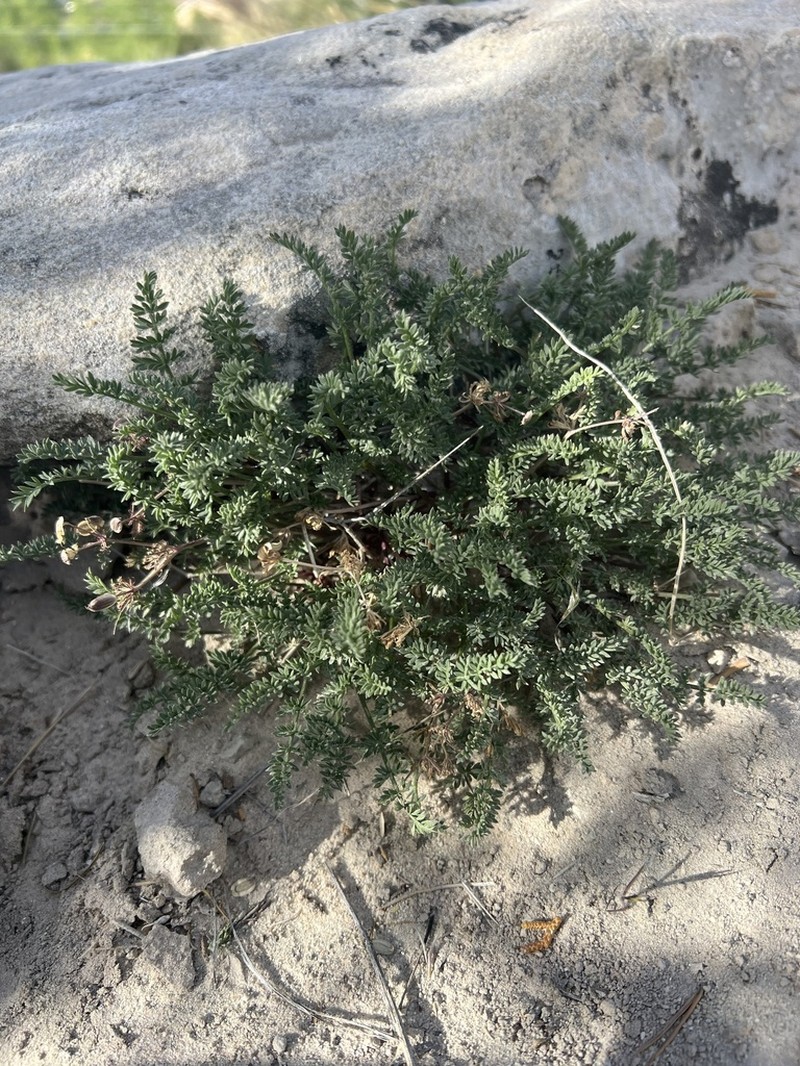 Eastwood'S Desertparsley photo 3