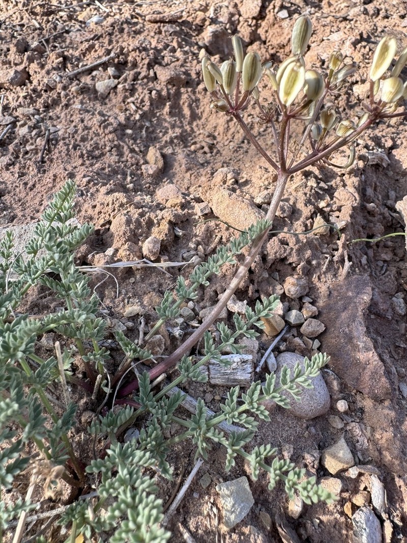 Eastwood'S Desertparsley photo 4
