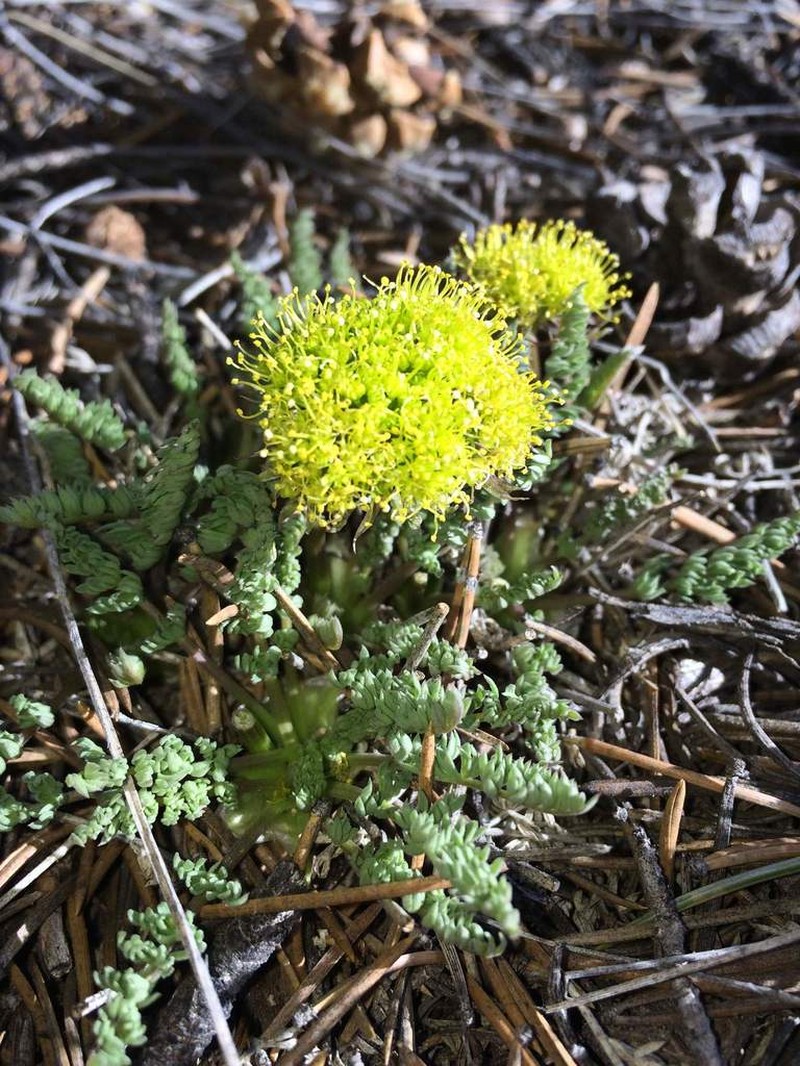 Eastwood'S Desertparsley photo 5