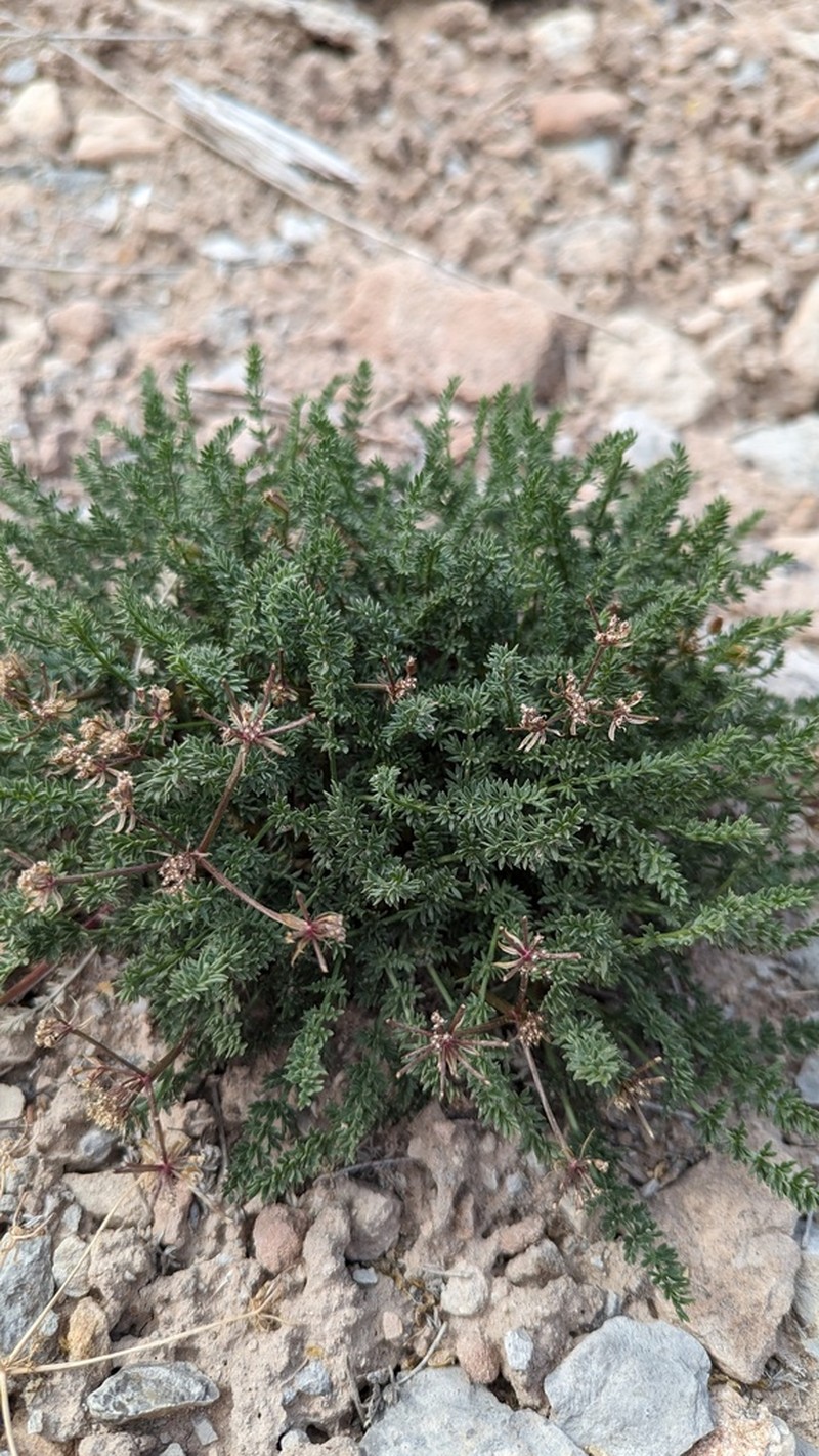 Eastwood'S Desertparsley photo 6