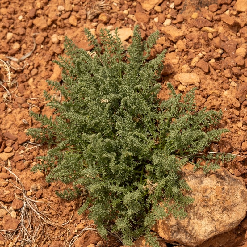 Eastwood'S Desertparsley photo 7