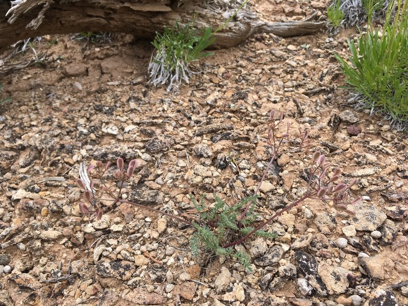 Eastwood'S Desertparsley photo 8