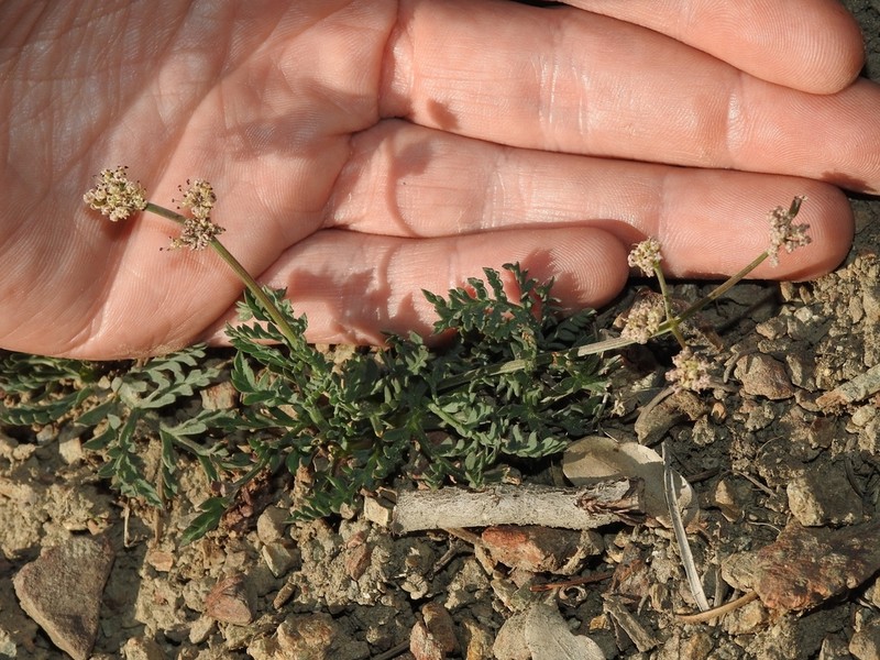 Engelmann's Desertparsley