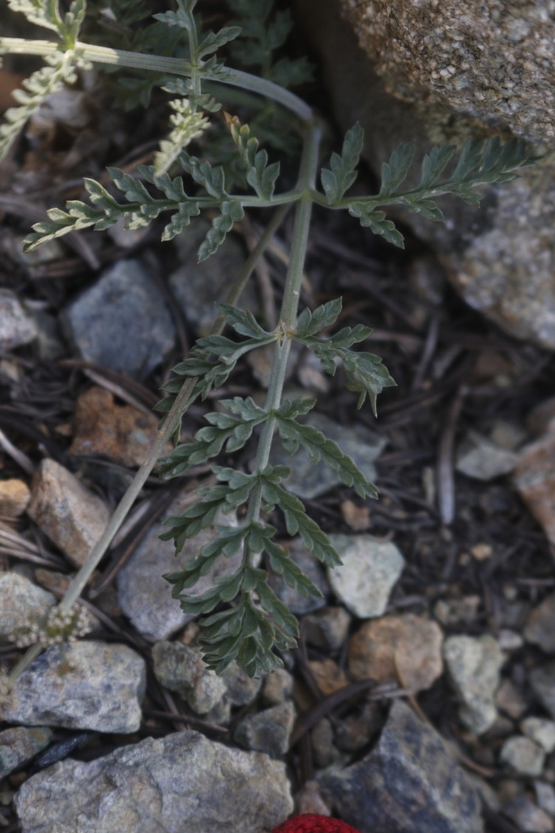 Engelmann's Desertparsley photo 2