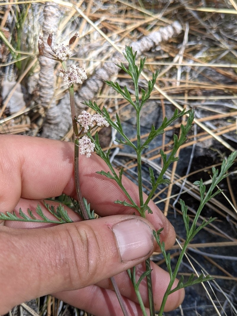 Engelmann's Desertparsley photo 3