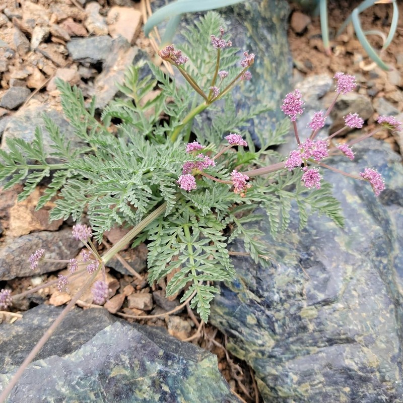 Engelmann's Desertparsley photo 4