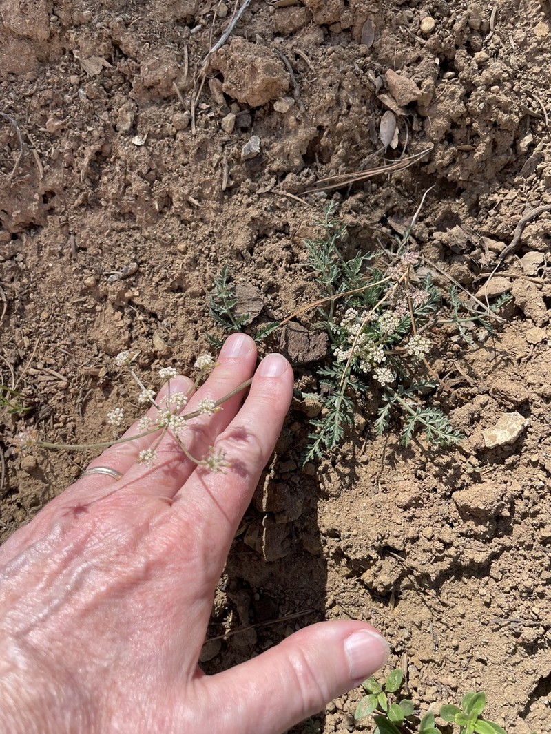 Engelmann's Desertparsley photo 5