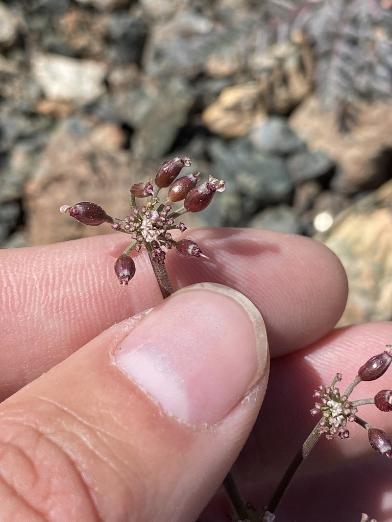 Engelmann's Desertparsley photo 6