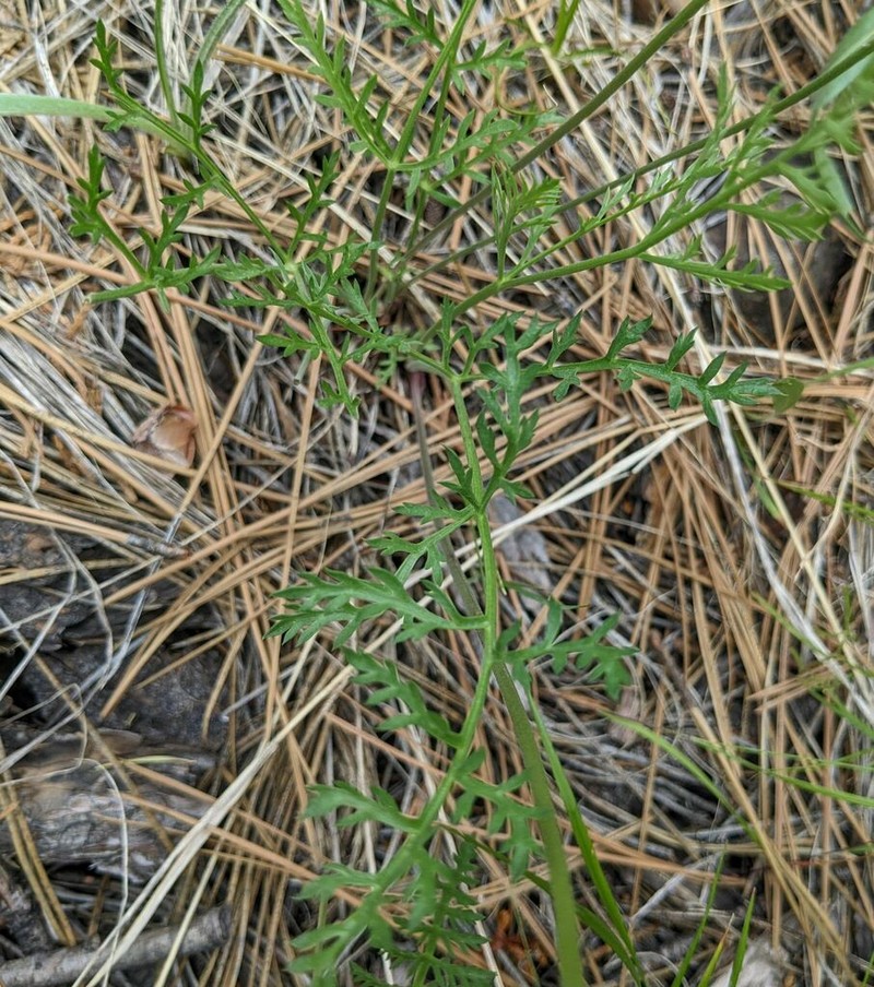 Engelmann's Desertparsley photo 7