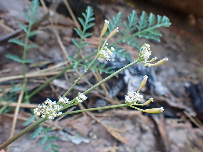 Engelmann's Desertparsley photo 8