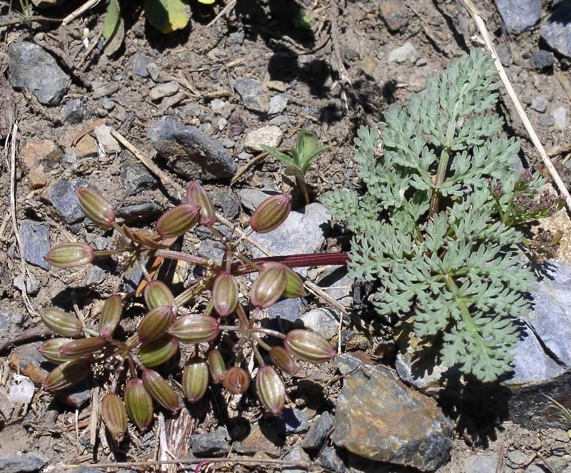 Redfruit Desertparsley