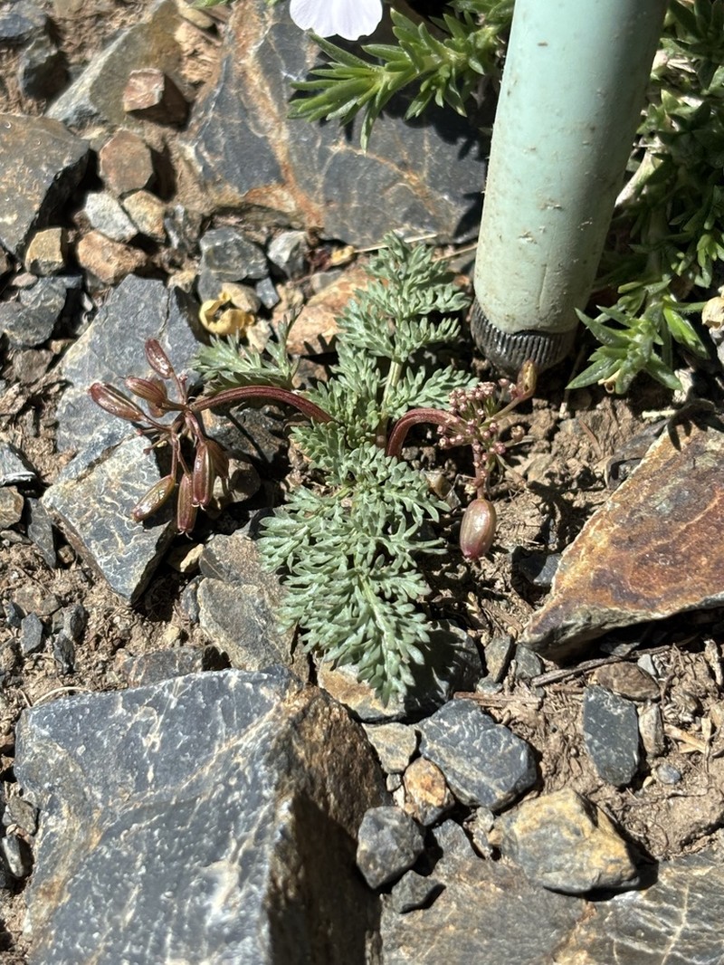 Redfruit Desertparsley photo 3