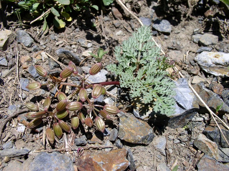 Redfruit Desertparsley photo 5