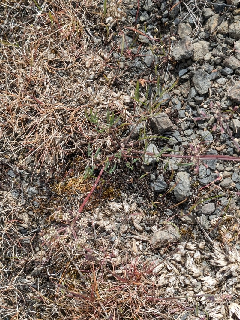 Northern Biscuitroot photo 5