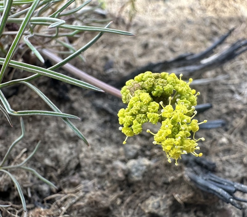 Northern Biscuitroot photo 6