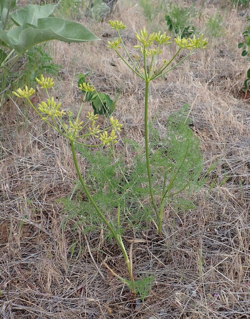 Lomatium filicinum