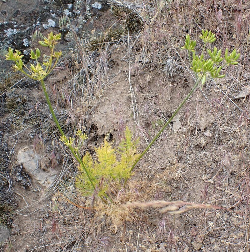 Lomatium filicinum photo 2