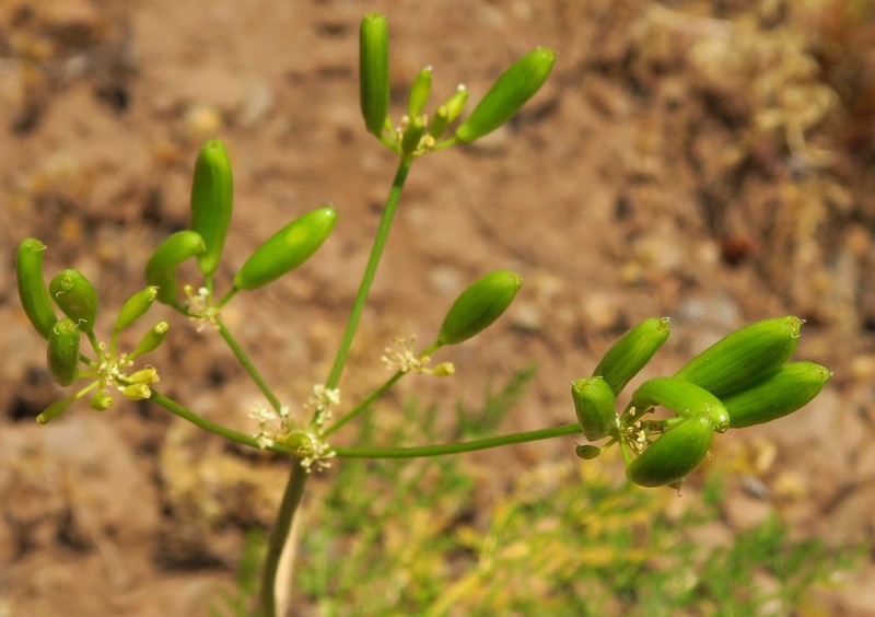 Lomatium filicinum photo 3