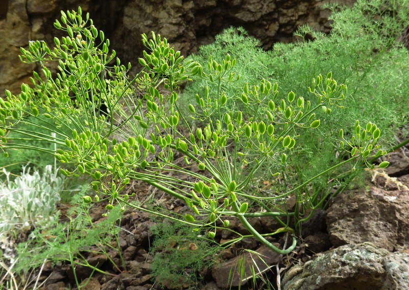 Lomatium filicinum photo 4