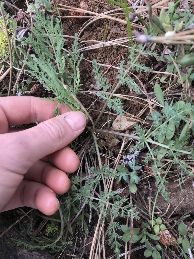 Lomatium filicinum photo 5