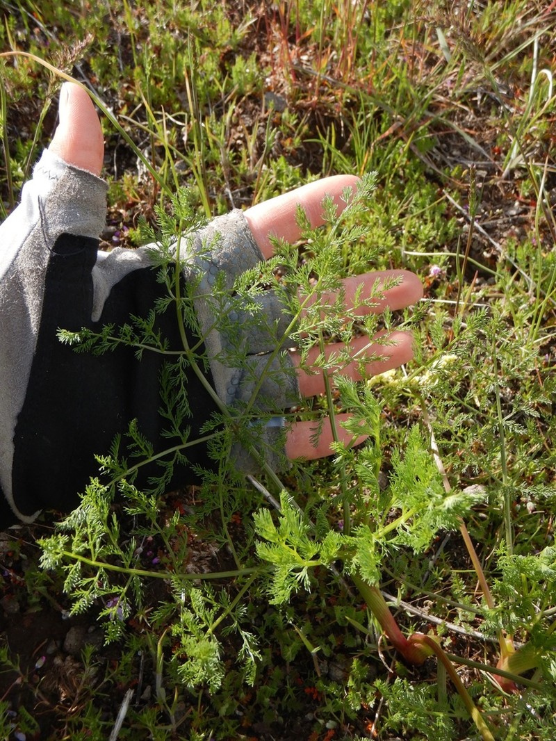 Lomatium filicinum photo 6