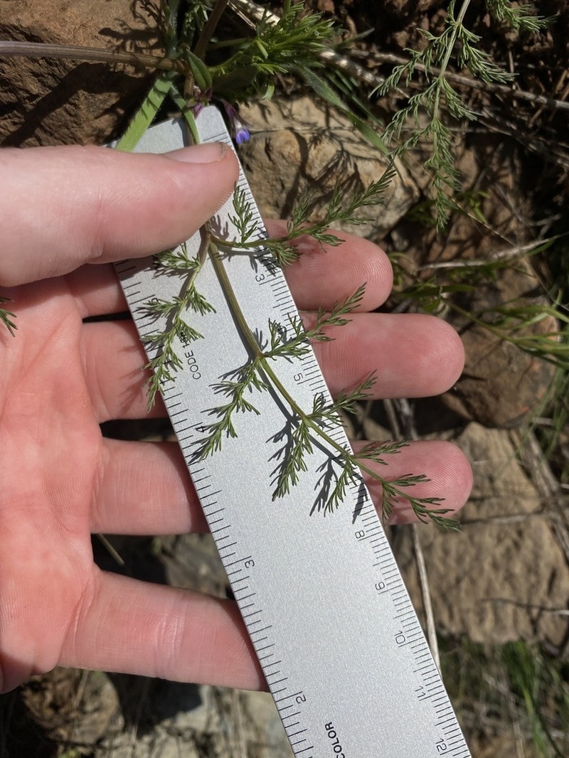 Lomatium filicinum photo 7