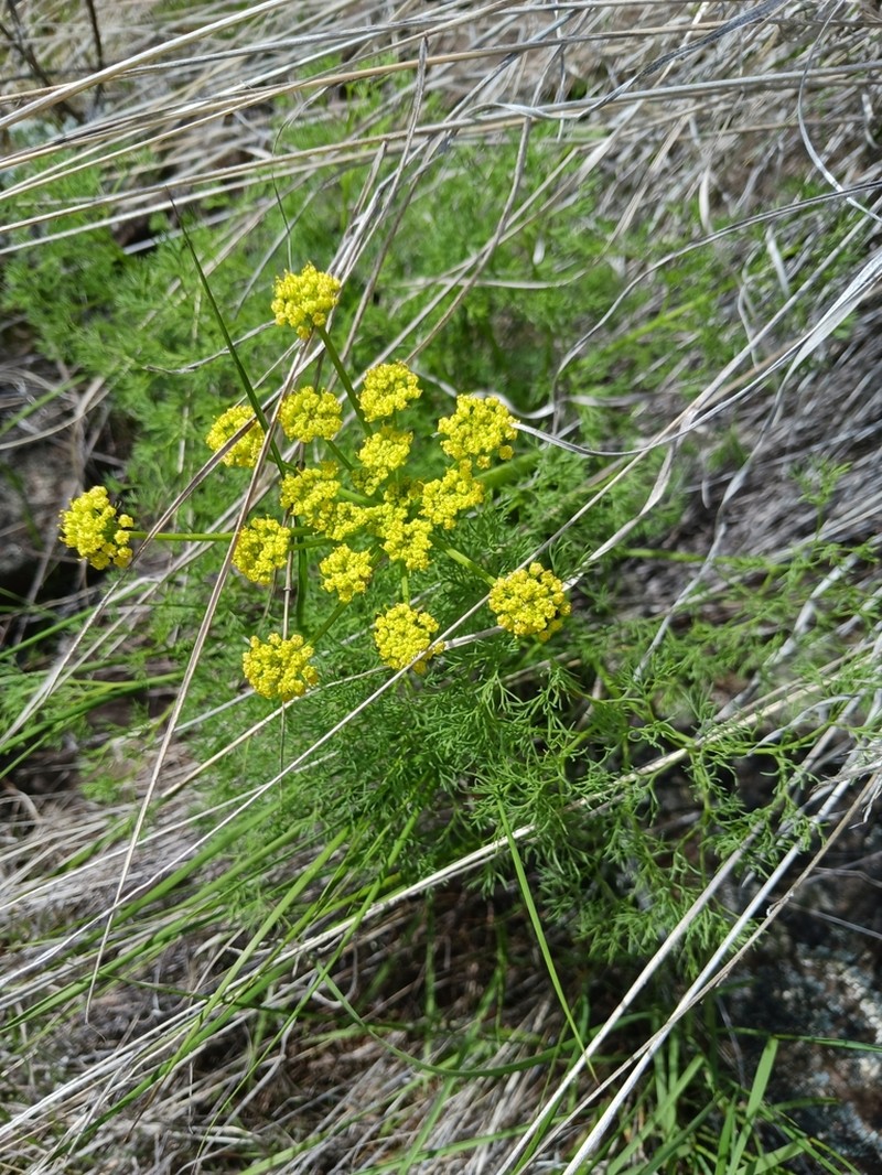 Lomatium filicinum photo 8