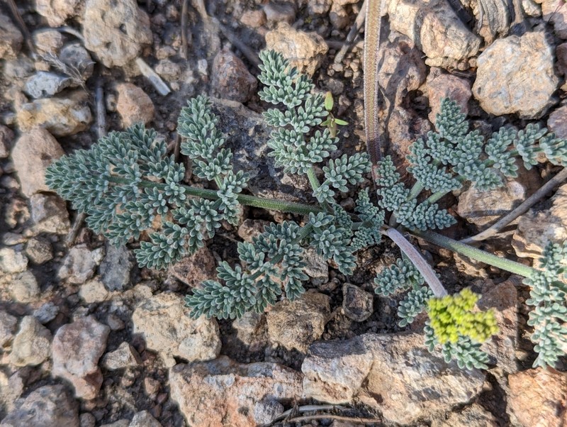 Lomatium fimbriatum