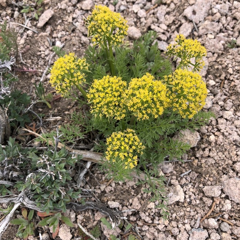 Lomatium fimbriatum photo 2