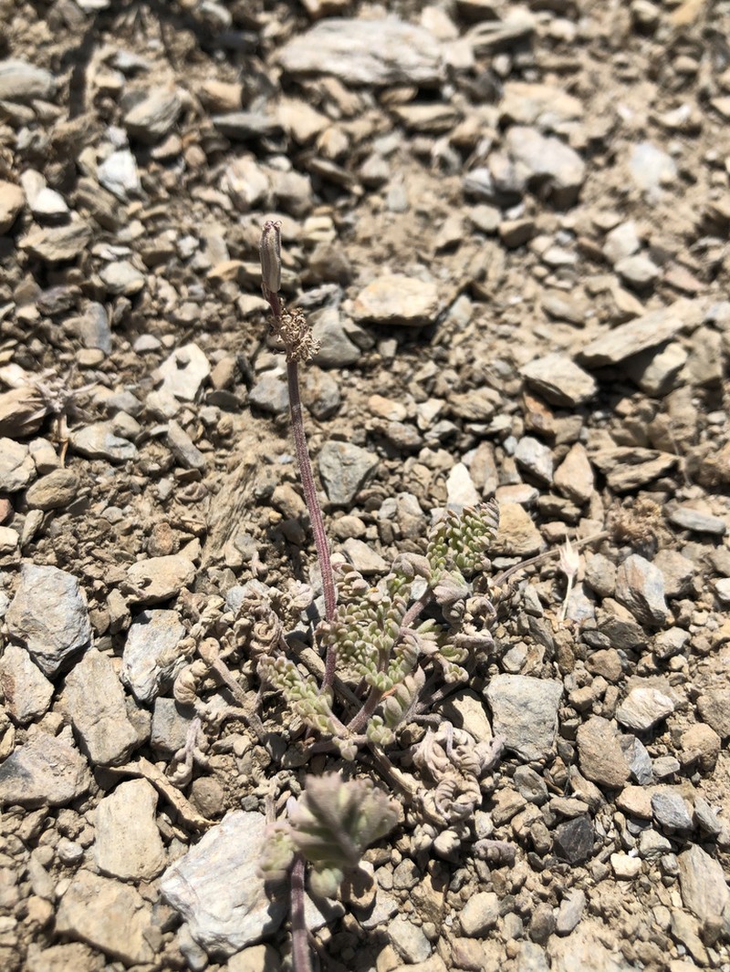 Lomatium fimbriatum photo 3