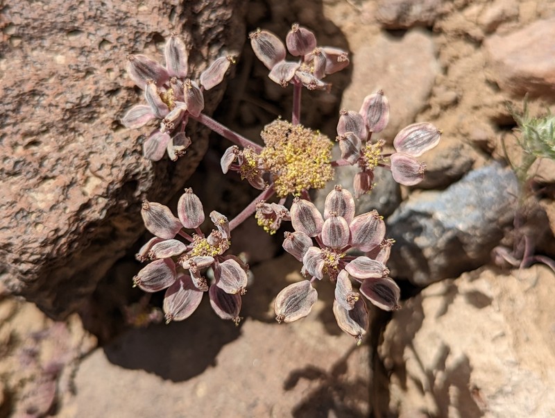 Lomatium fimbriatum photo 4