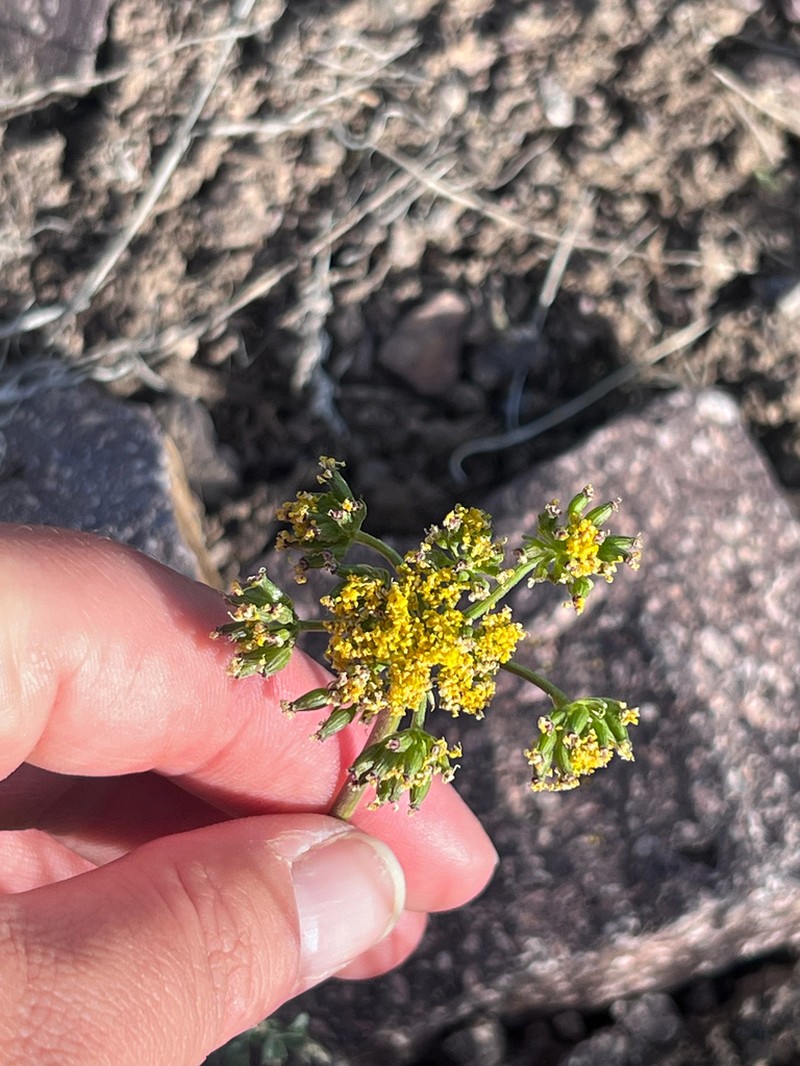 Lomatium fimbriatum photo 5