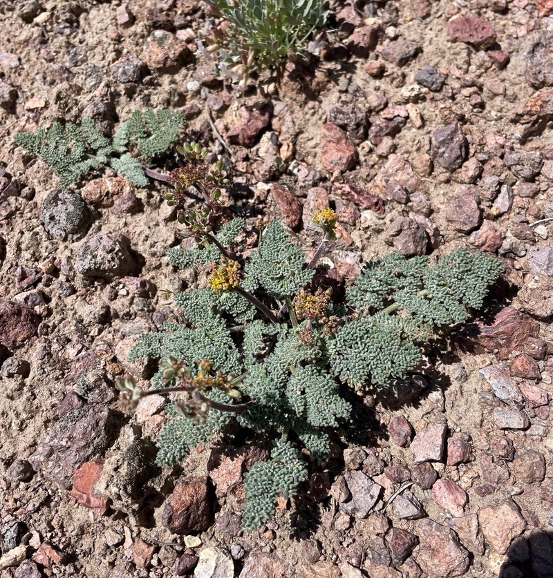 Lomatium fimbriatum photo 6