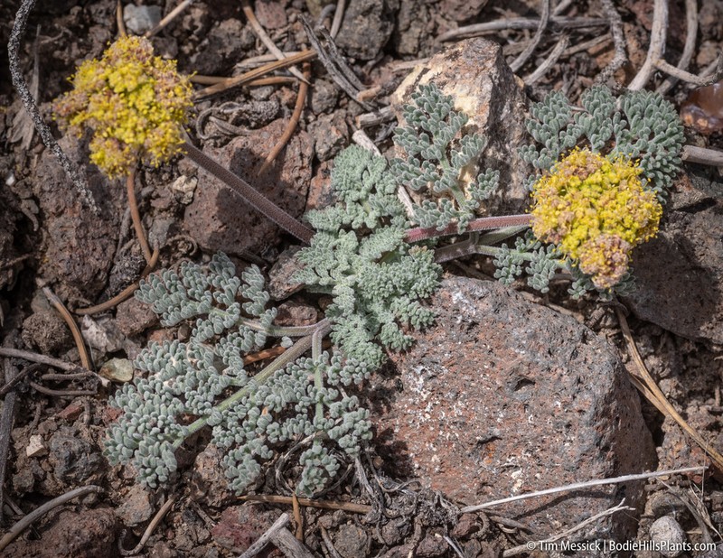Lomatium fimbriatum photo 7