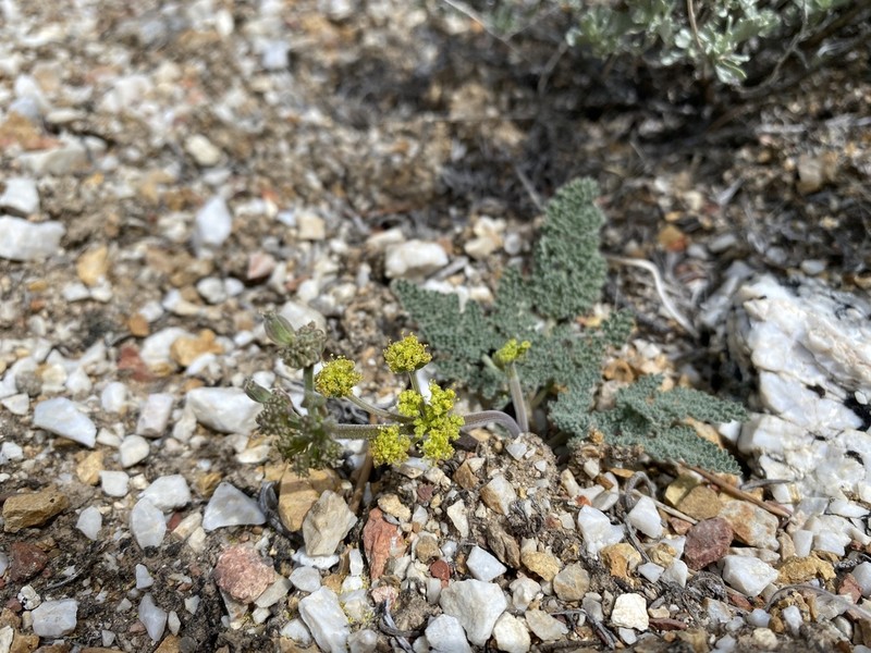 Lomatium fimbriatum photo 8