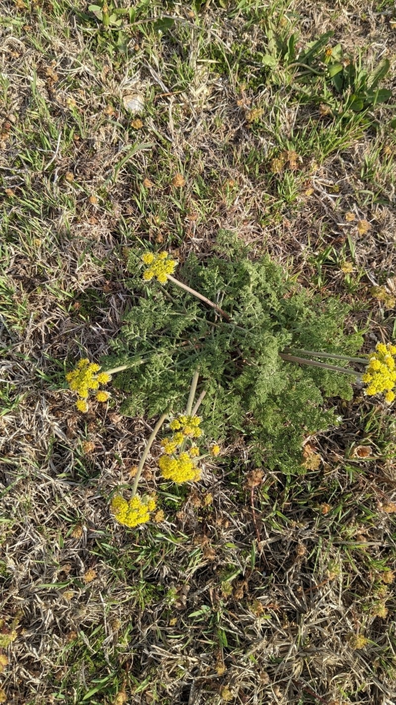 Desert Biscuitroot