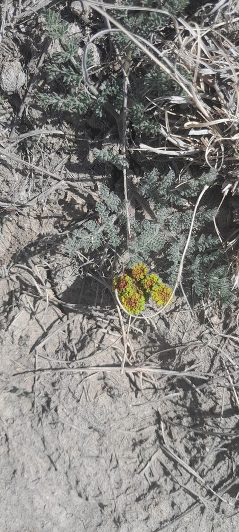 Desert Biscuitroot photo 2