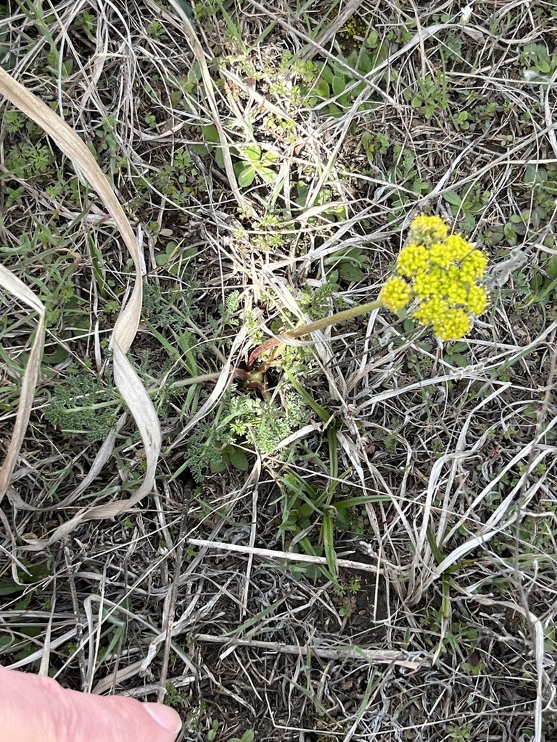 Desert Biscuitroot photo 3