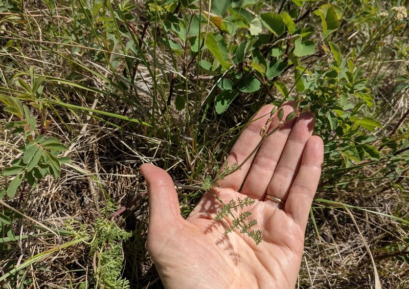 Desert Biscuitroot photo 4