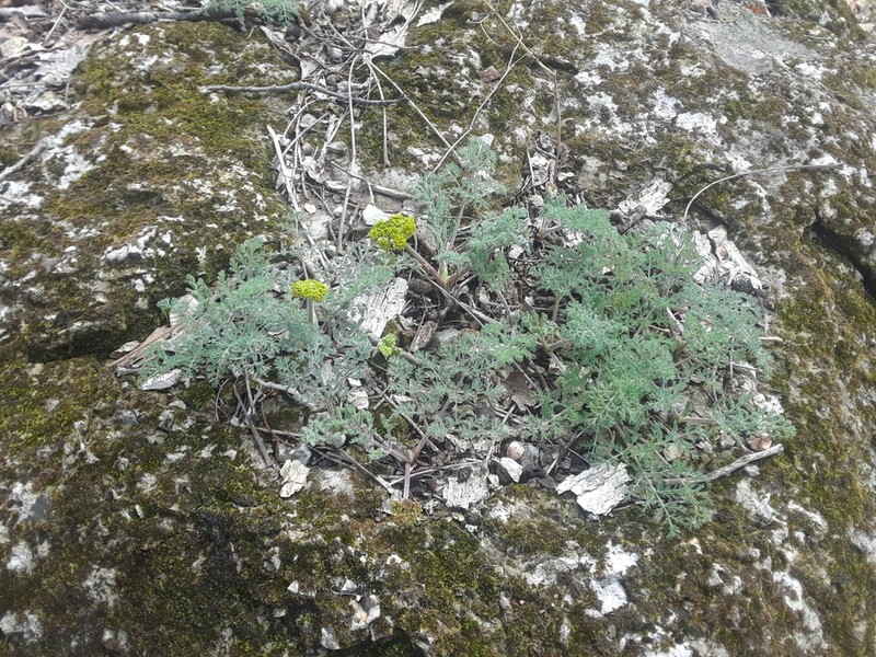 Desert Biscuitroot photo 5