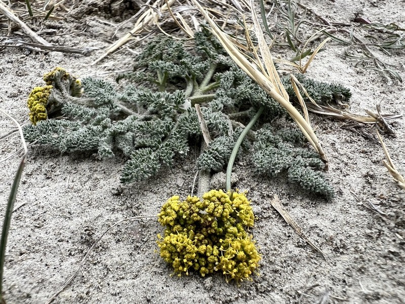Desert Biscuitroot photo 6