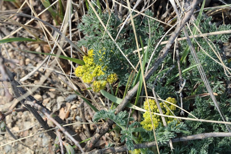 Desert Biscuitroot photo 7