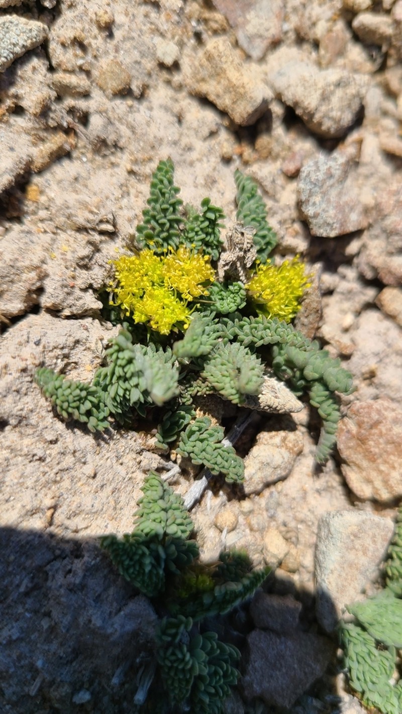 Desert Biscuitroot photo 8