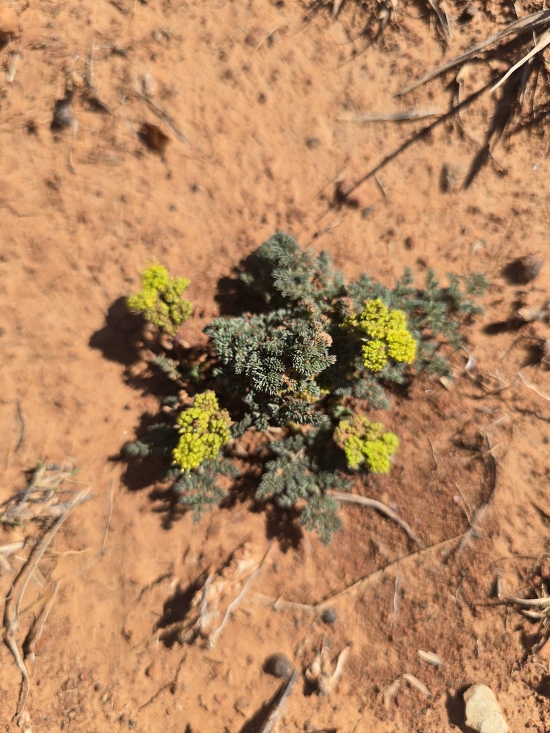 Lomatium foeniculaceum subsp. daucifolium