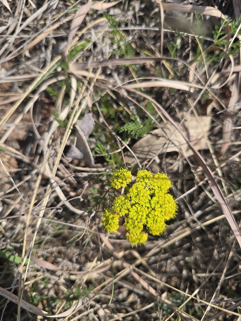 Lomatium foeniculaceum subsp. daucifolium photo 2