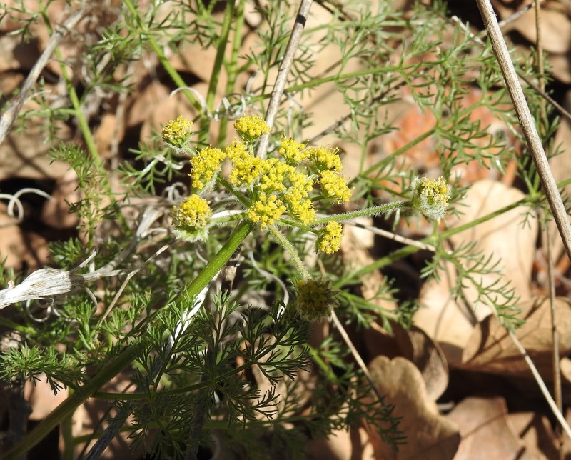Lomatium foeniculaceum subsp. daucifolium photo 3